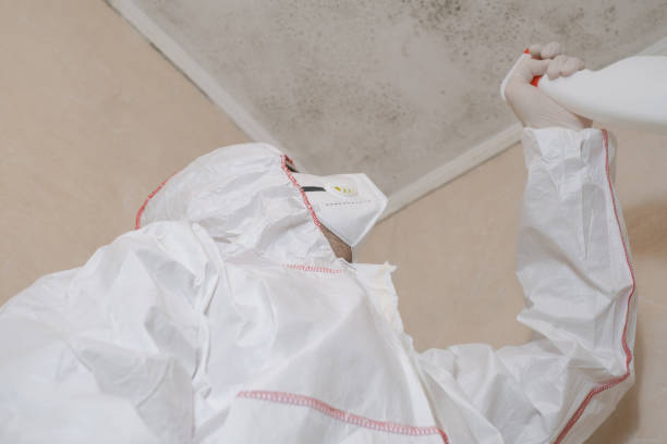 Best Residential Mold Remediation in La Habra Heights, CA