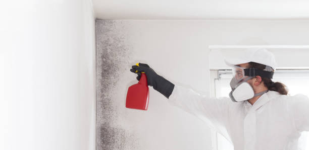 Best DIY Mold Remediation Support Services in La Habra Heights, CA