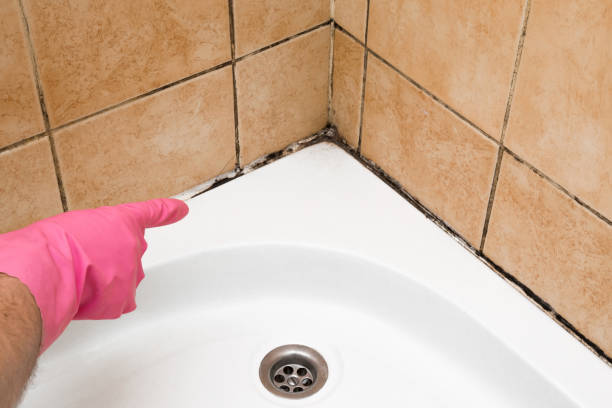 Best Post-Flood Mold Remediation in La Habra Heights, CA